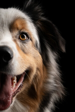 Photo de chien en studio réalisé par julien marino photographe